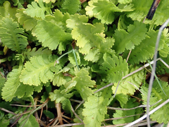 Leptinella potentillina