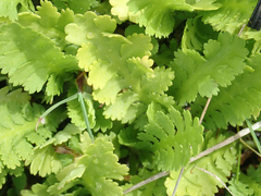 Leptinella potentillina