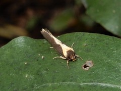 Tingena basella