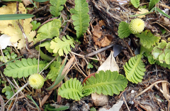 Leptinella potentillina