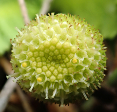Leptinella potentillina