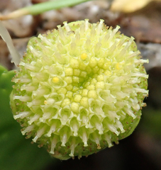 Leptinella potentillina