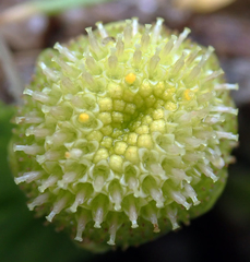 Leptinella potentillina