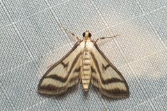 Perisyntrocha