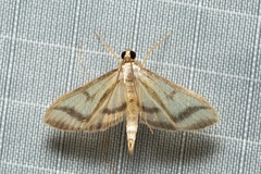 Perisyntrocha