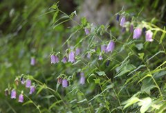 Campanula punctata hondoensis