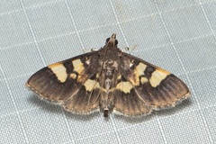 Hemopsis
