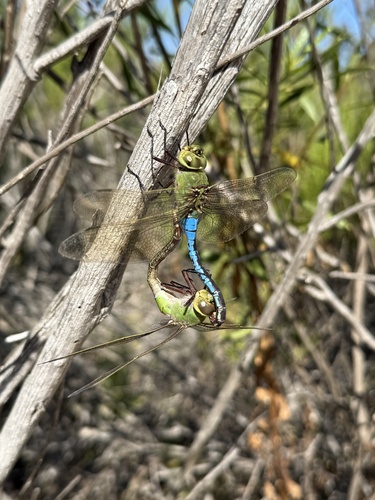 iNaturalist observation photo of Common Green Darner
