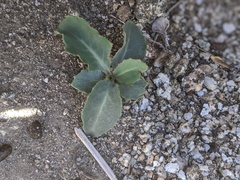 Streptanthus campestris