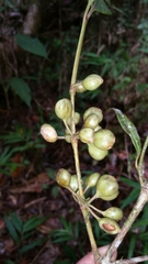 Peponidium