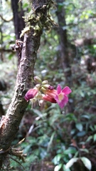 Colea