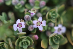 Clinopodium darwinii