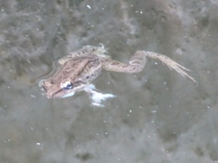 Leptodactylus fragilis