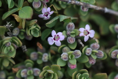 Clinopodium darwinii