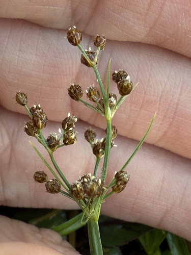 Fimbristylis littoralis observed 2025-09-08