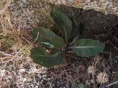 Streptanthus campestris