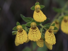 Calceolaria crenatiflora