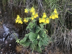 Calceolaria crenatiflora