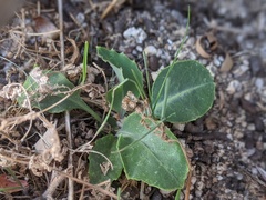 Streptanthus campestris