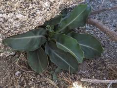 Streptanthus campestris