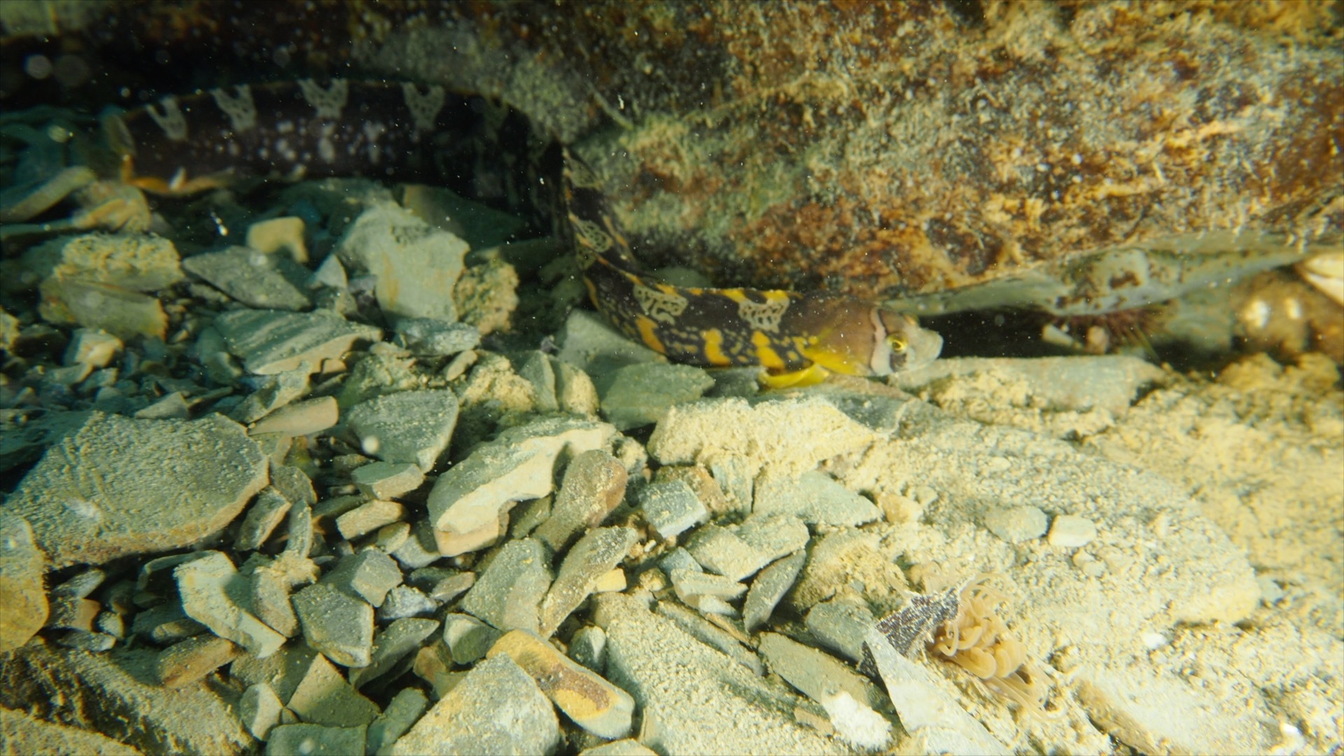 Banded Gunnel photo 2