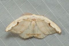Callidrepana gelidata