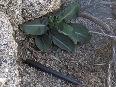 Streptanthus campestris