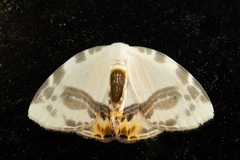Sewa orbiferata