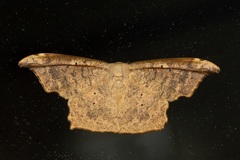 Strepsigonia robusta