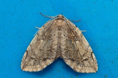 Euphalacra discipuncta