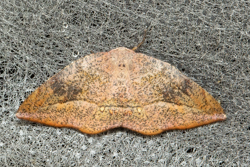 Hooktip and False Owlet Moths from Kinabalu Park, 89300 Kundasang ...