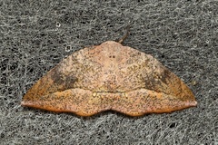 Drepanidae