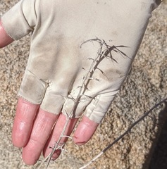 Streptanthus campestris