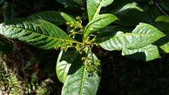 Danais ligustrifolia