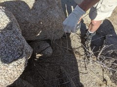 Streptanthus campestris