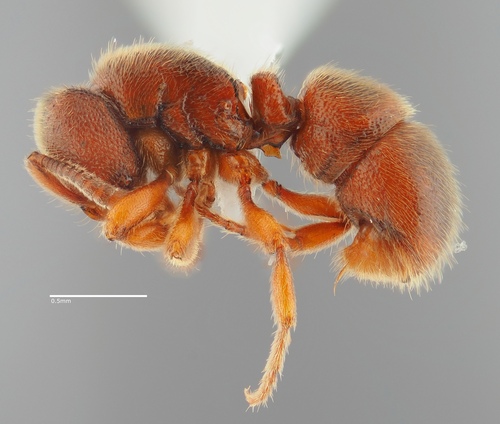 Proceratium silaceumProceratium silaceum