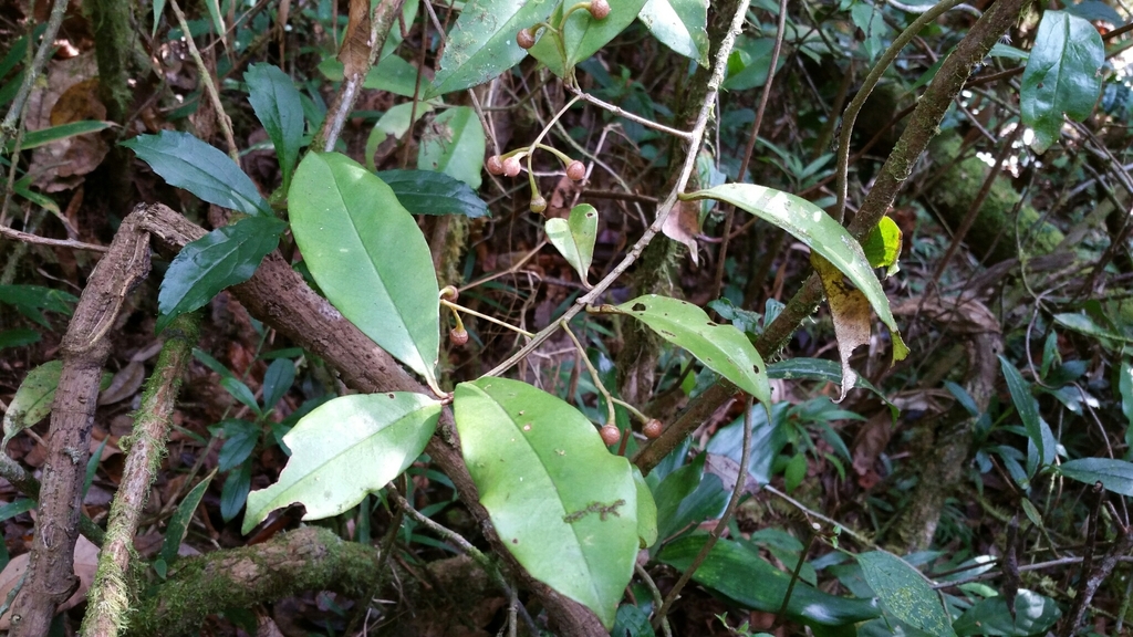 Oncostemum buxifolium