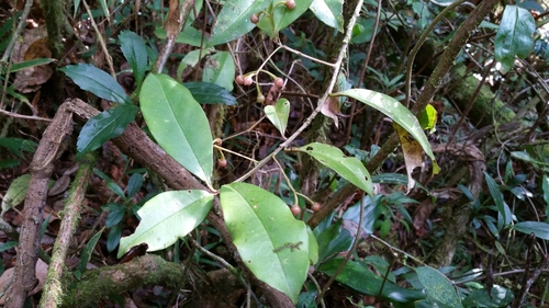 Oncostemum buxifolium · iNaturalist