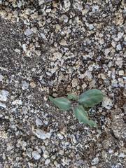 Streptanthus campestris