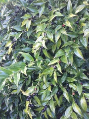 Sarcococca confusa