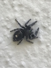 Phidippus audax