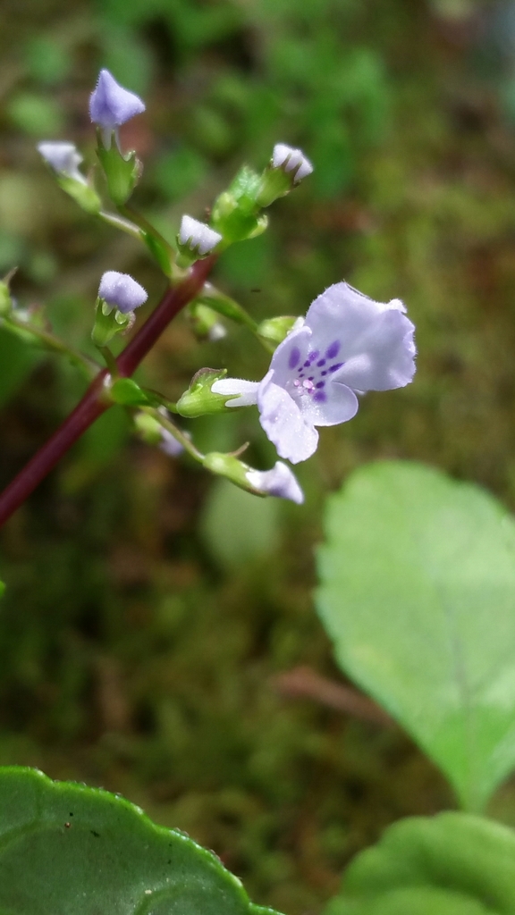 Plectranthus hexaphyllus