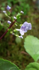 Plectranthus hexaphyllus