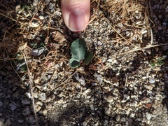 Streptanthus campestris