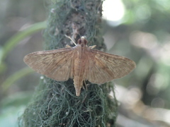 Tatobotys janapalis