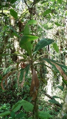 Dypsis