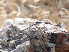Argia emma