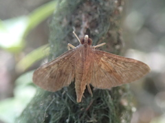 Tatobotys janapalis