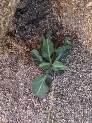 Streptanthus campestris