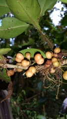 Peponidium